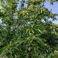 فرصتی-برای-خرید-باغی-با-شرایط-عالی-پل-زمانخان