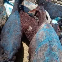 میش بره بره ها بزرگ.