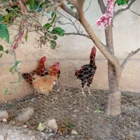 مرغ و خروس محلی ولاری