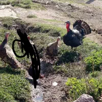 بوقلمون