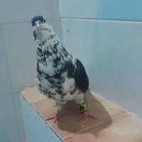 کفتر