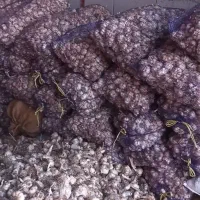 خرید و فروش سیر ضایعاتی زیر سورتی
