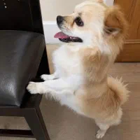 سگ نژاد خوب