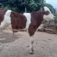 فروش گوساله نر سمینتال خارجی