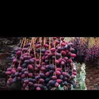 نیروی خرما جمع کن زن ومرد