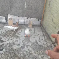 کبوتر درهم