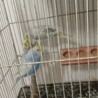 مرغ عشق