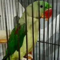 شاه طوطی فرار کرده