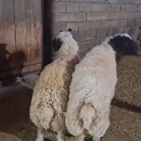 فروش دو تا قوچ