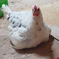 مرغ و خروس و جوجه نژاد گلین