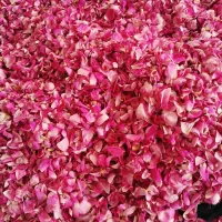 گل محمدی
