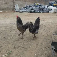 ۲ عدد خروس گلین