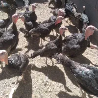 بوقلمون