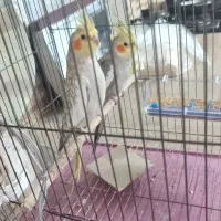عروس هلندی نر وماده