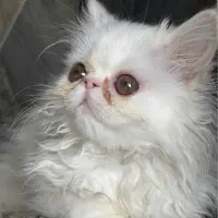 گربه های پرشین