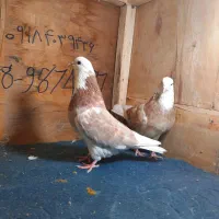 کبوتر|پرنده|معصومیه, |دیوار