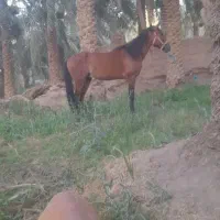 کارگر  علفبر