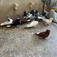 شهری بهبهونی