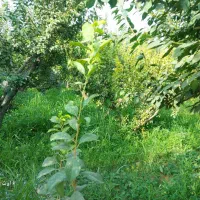 300متر-زمین-در-اراضی-سرخاب-قاسم-آباد-اقا