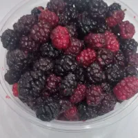 شاه توت درجه یک تازه دست چین شده مجلسی.شاتوت باغ