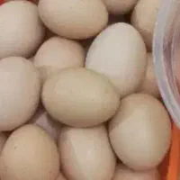 تخم مرغ محلی