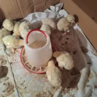 جوجه گوشتی نژاد کاپ