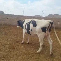 گاو چاق