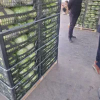 کاهو معمولی از کشاورز