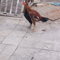 خروس لاری