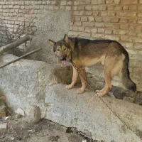 سگ نژاد میکس، ژرمن شولاین پلیسی و دینگو استرالیا