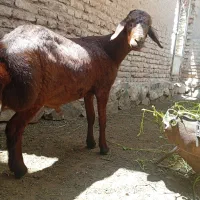 بره قوچ