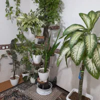 جای گل عنوآ گهی