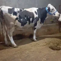 گاو سمینتال مونت ۲۰کیلوشیر