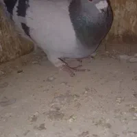 کبوتر