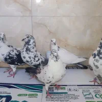 کبوتر قاره وکاشونی ساعت پرشت
