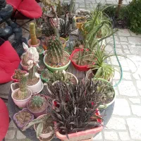 کاکتوس