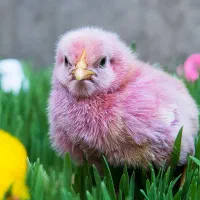 کارگرمرغداری