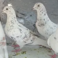 دوتا نر سرور