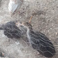 جوجه بوقلمون