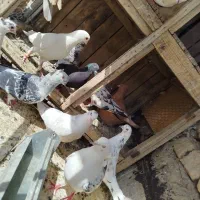 کبوتر پرشی