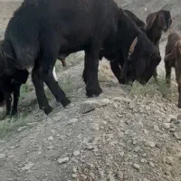 بره قوچی فروشی