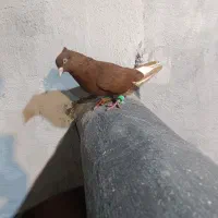 اشعل جفت