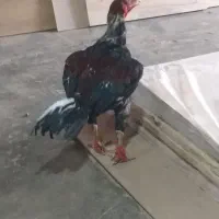 خروس جفت لاری افغان