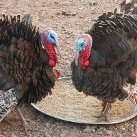 هردوتا باهم