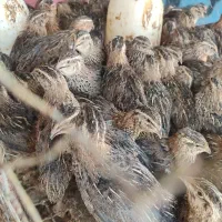 بلدرچین بزرگ