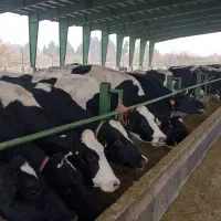 نیازمندنیروی شیردوش خوراک ریز،کارشناس علوم دام