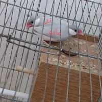 فنچ نرگسی سیلور