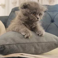بچه گربه بلو