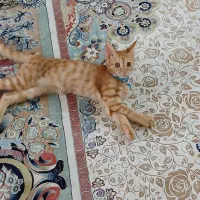 واگذاری گربه
