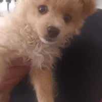 پامر روباهی